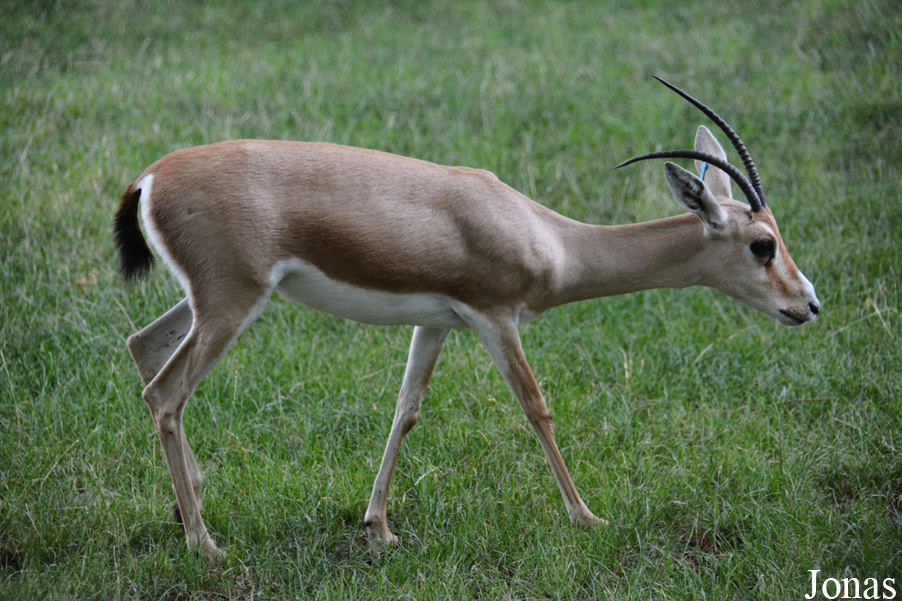 Zoo Landau in der Pfalz