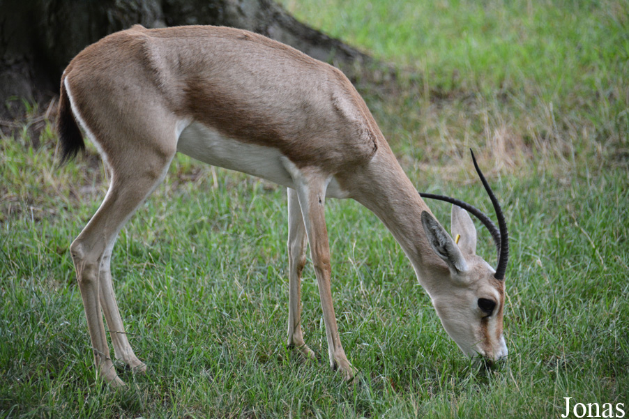 Zoo Landau in der Pfalz