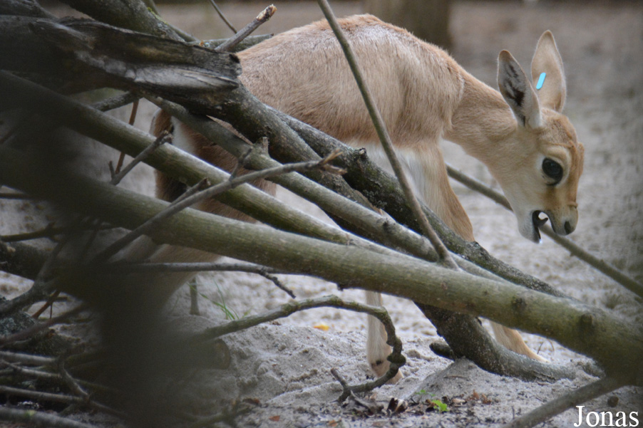 Zoo Landau in der Pfalz