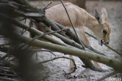 Zoo Landau in der Pfalz