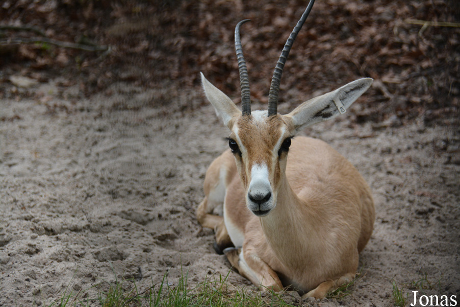 Zoo Landau in der Pfalz