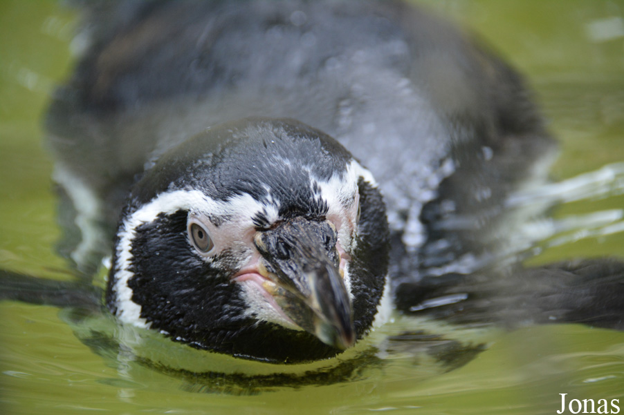 Zoo Landau in der Pfalz