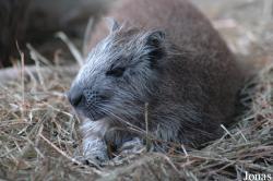 Capromyinae
