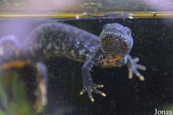 Triturus cristatus