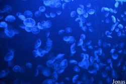 Taipingyang Underwater World Exhibition