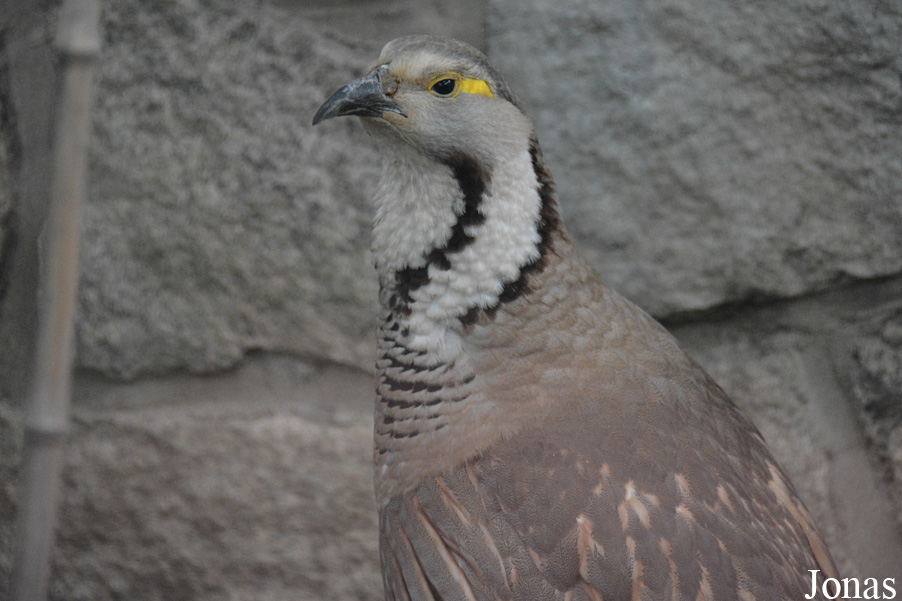 Beijing Zoological Gardens