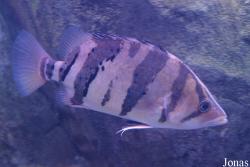 Datnioididae