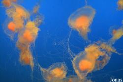 Phacellophora camtschatica