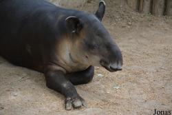 Beijing Zoological Gardens