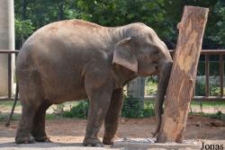 Beijing Zoological Gardens