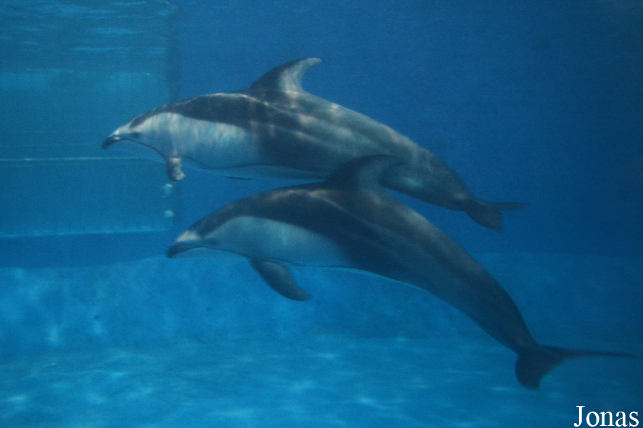 Beijing Zoological Gardens