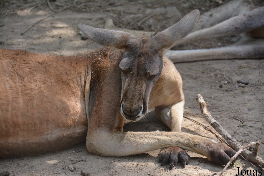Beijing Zoological Gardens