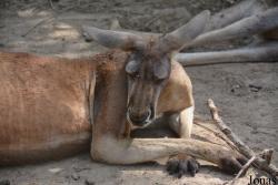 Beijing Zoological Gardens