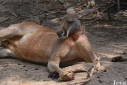 Beijing Zoological Gardens