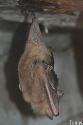 Rousettus leschenaultii