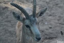 Beijing Zoological Gardens