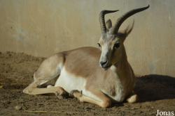 Beijing Zoological Gardens