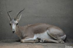 Beijing Zoological Gardens