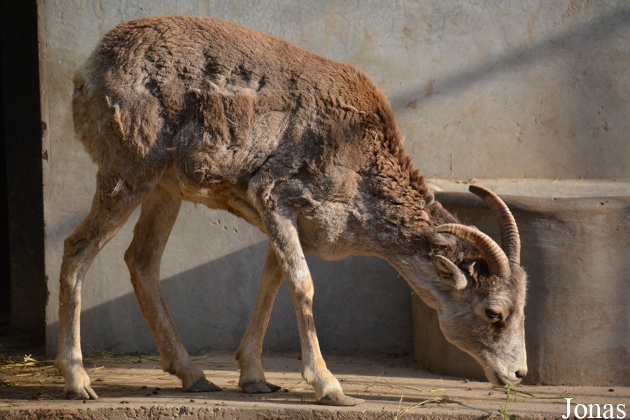 Beijing Zoological Gardens
