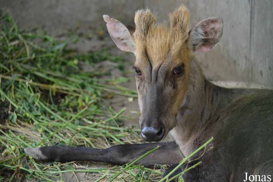 Beijing Zoological Gardens