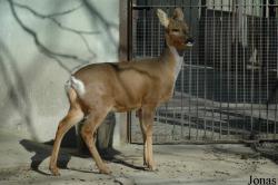 Capreolus pygargus