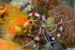 Stenopus hispidus