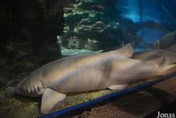 Taipingyang Underwater World Exhibition