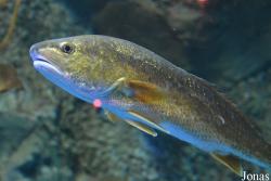Sciaenops ocellatus