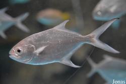 Trachinotus sp.