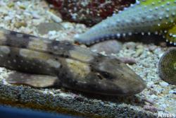 Taipingyang Underwater World Exhibition