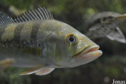 Cichla temensis