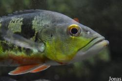 Cichla ocellaris