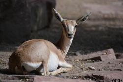 Zoologischer Stadtgarten Karlsruhe