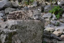Zoologischer Stadtgarten Karlsruhe