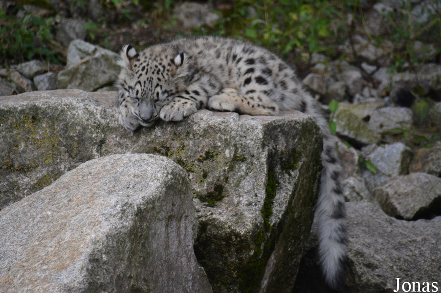 Zoologischer Stadtgarten Karlsruhe