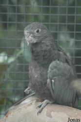 Wilhelma