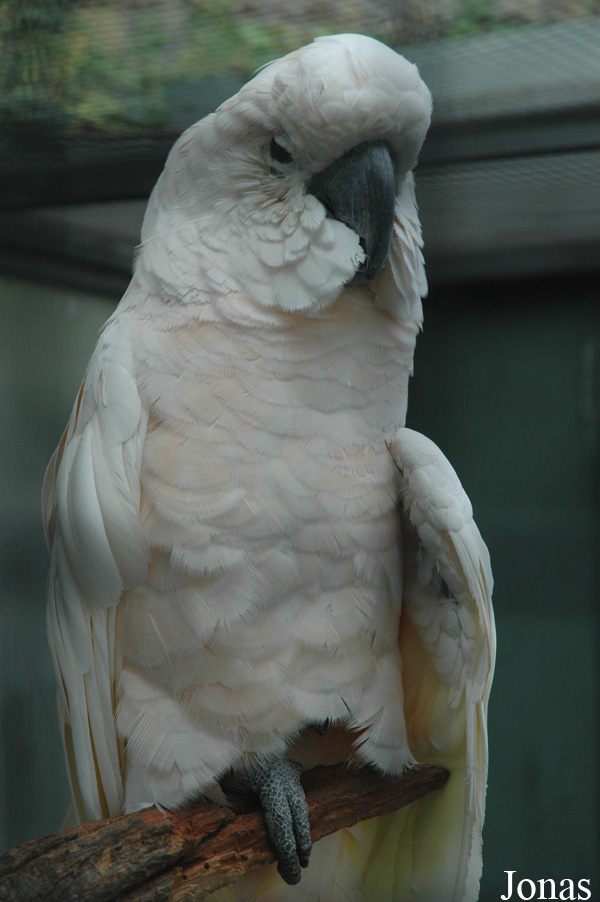 Wilhelma