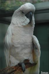 Wilhelma