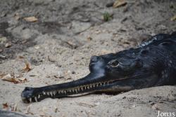 Smithsonian National Zoological Park