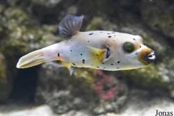 Ogród Zoologiczny w Poznaniu Stare Zoo