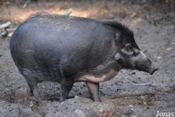 Ogród Zoologiczny w Poznaniu Nowe Zoo