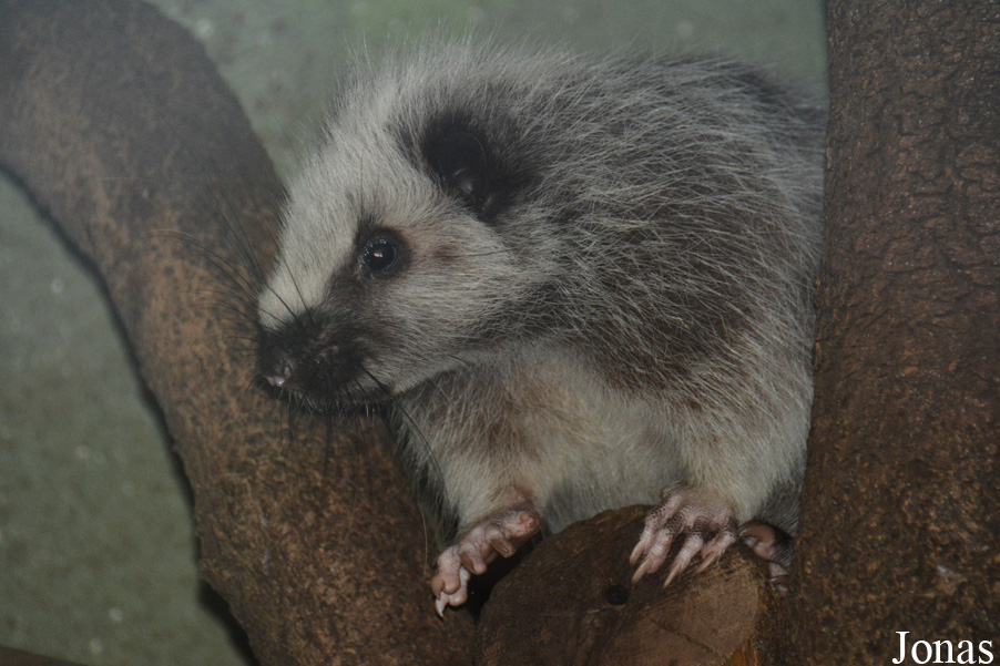 Ogród Zoologiczny w Poznaniu Nowe Zoo