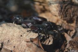 Osmoderma eremita