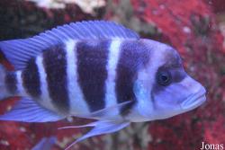 Cyphotilapia frontosa