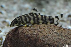 Botia histrionica