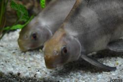 Myxocyprinus asiaticus