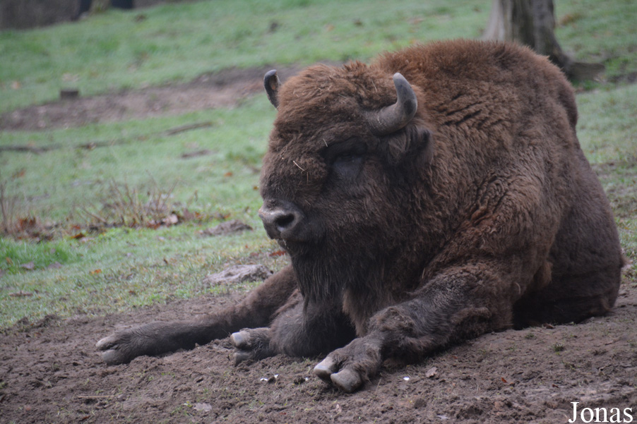 Wildpark Saarbrücken