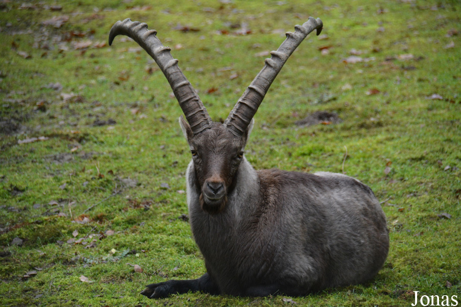 Wildpark Saarbrücken