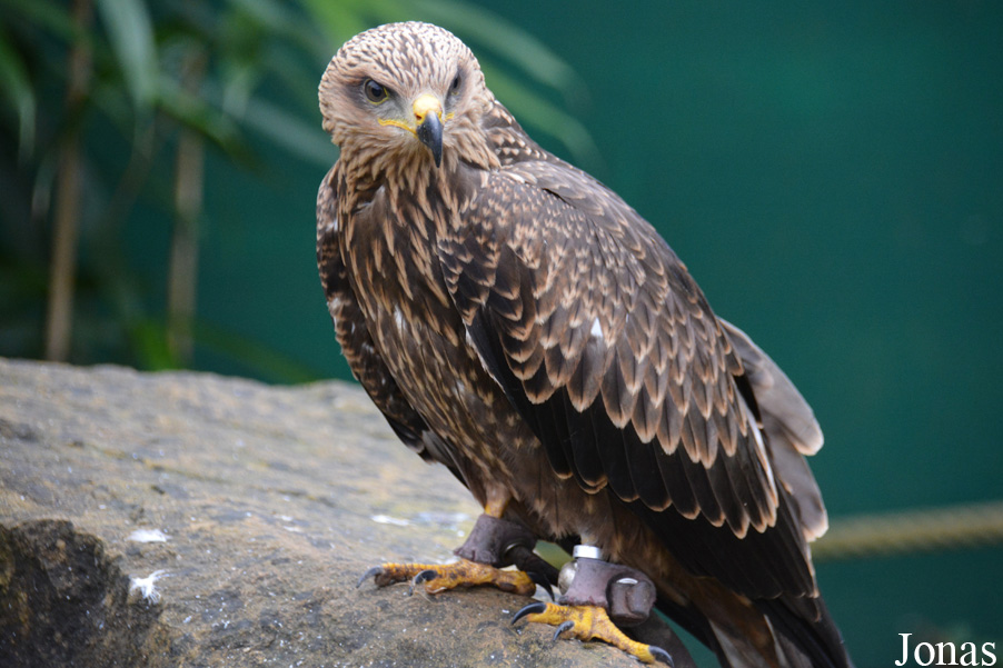 Neunkircher Zoologischer Garten