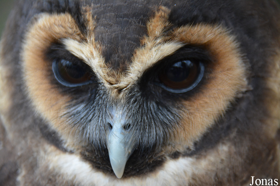 Neunkircher Zoologischer Garten